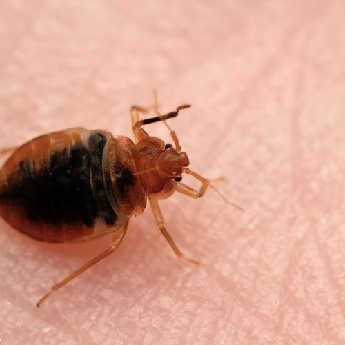 A live adult bed bug, which our canines can detect