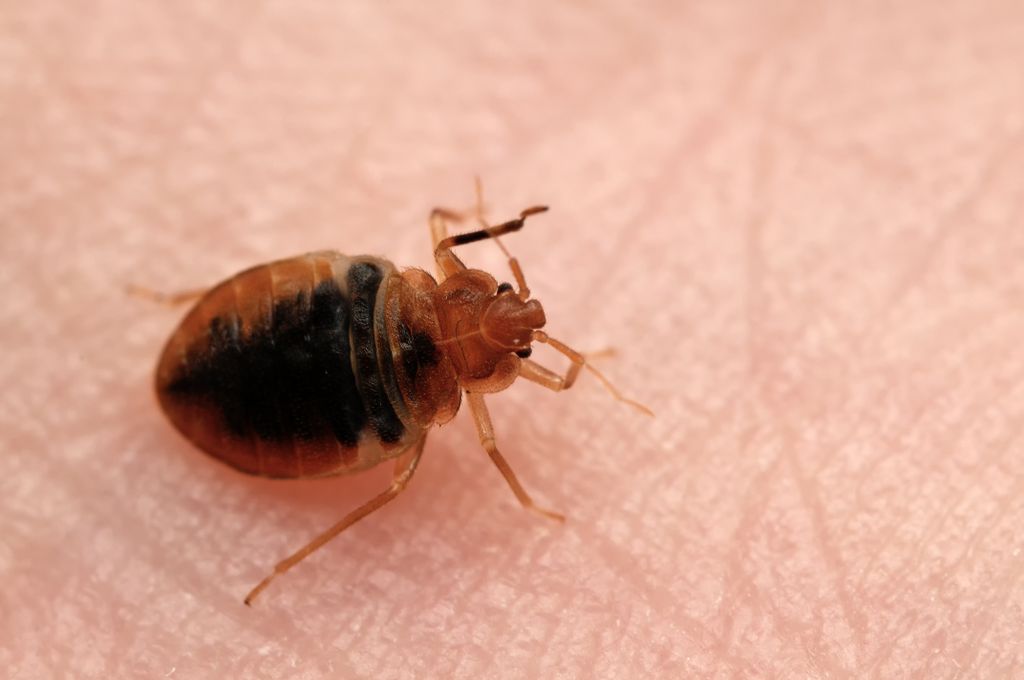 A live adult bed bug, which our canines can detect