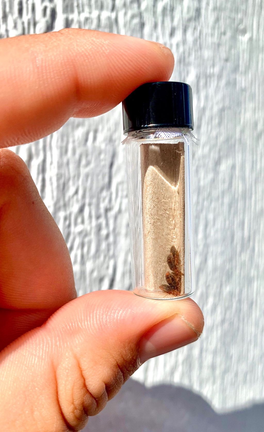 Captured live adult bed bugs with full blood meals