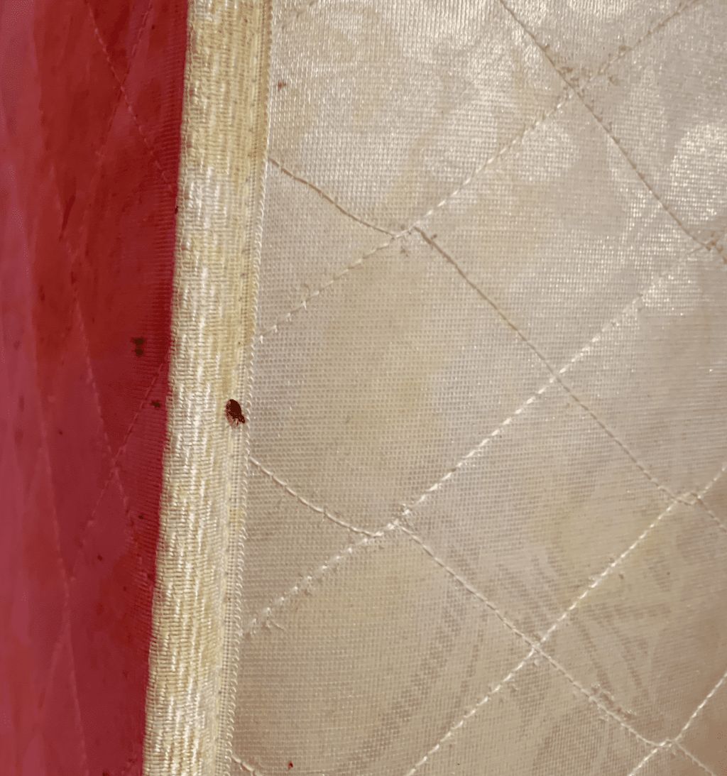 Bed bug found on a mattress in San Francisco