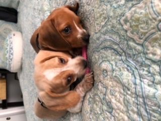 Grace helped me with 2 beagle puppies.  They are v