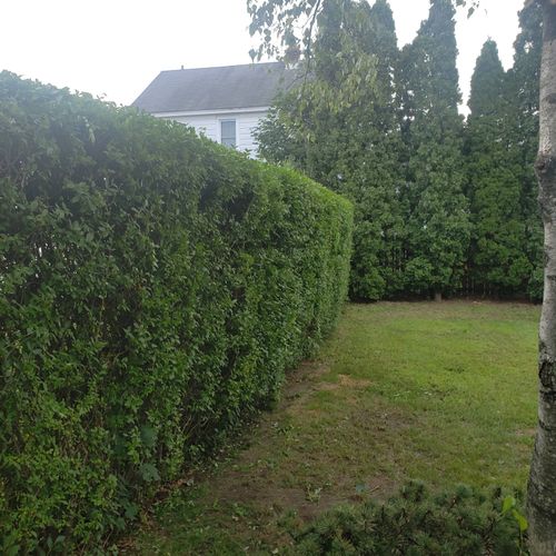 hedge trimming 