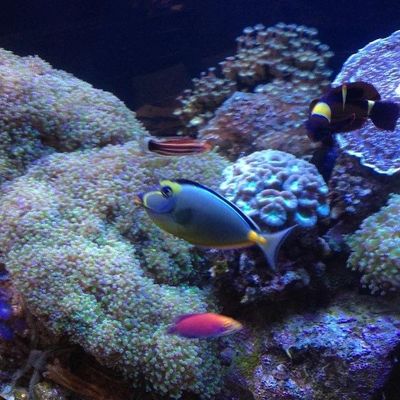 Avatar for Aquamark Aquarium Displays, LLC