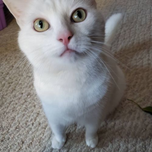 Tail Wagging Pet Sitting Moodus Ct