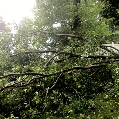 Manny and his crew were amazing. I had a tree feel