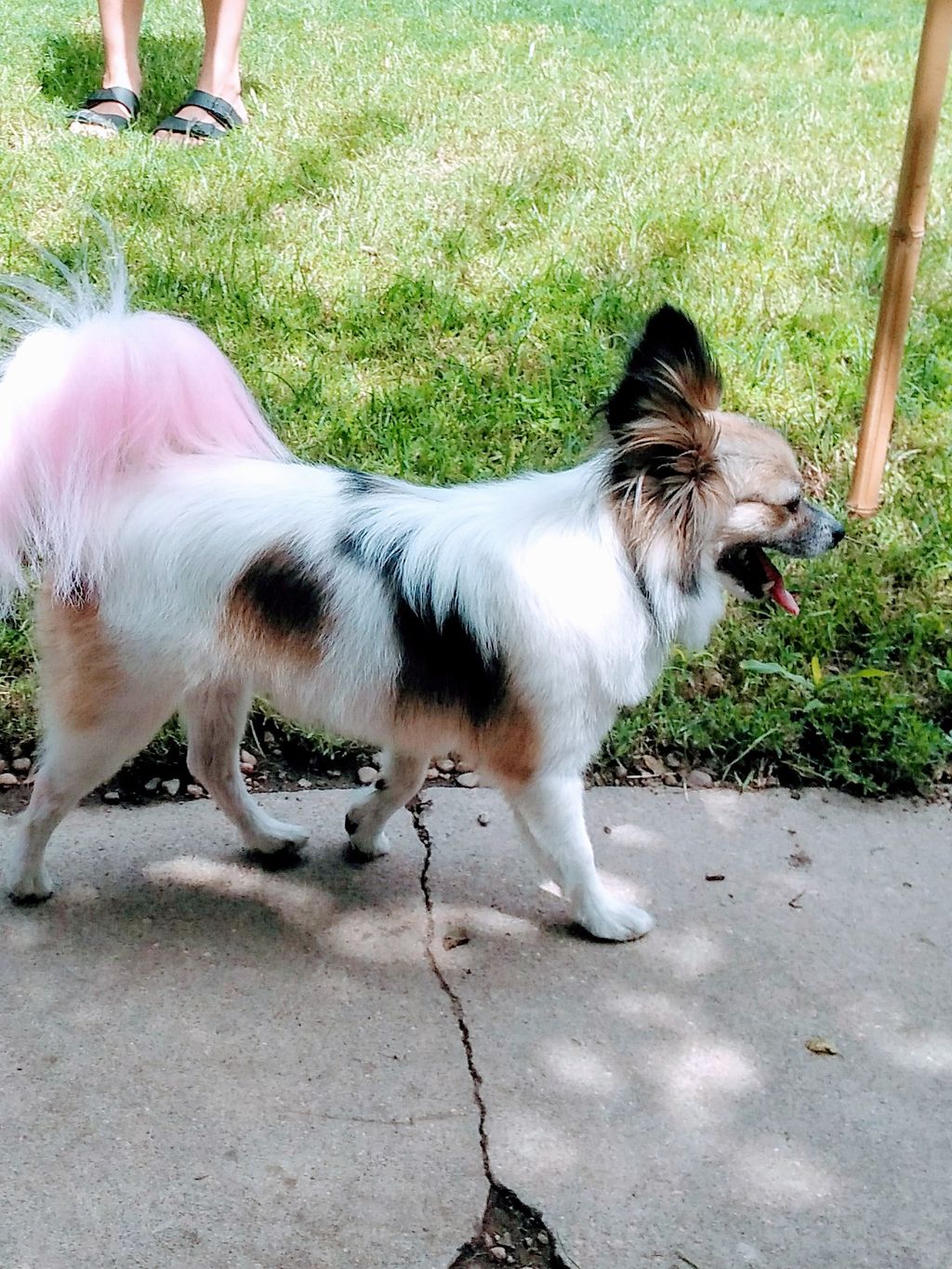 You have to love the pink tail