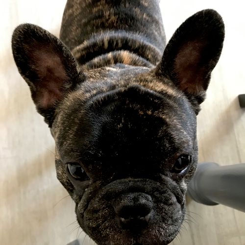 Our Frenchie didn’t even realize we were gone. He 