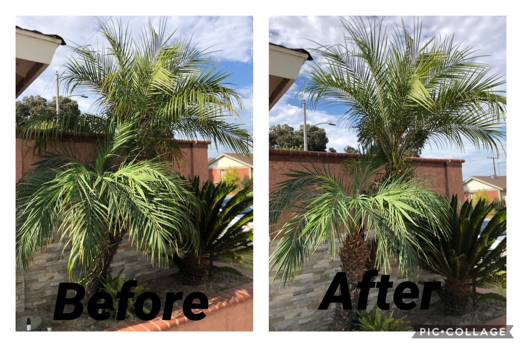 Nice and light trim of these two Pygmy Palm trees🌴