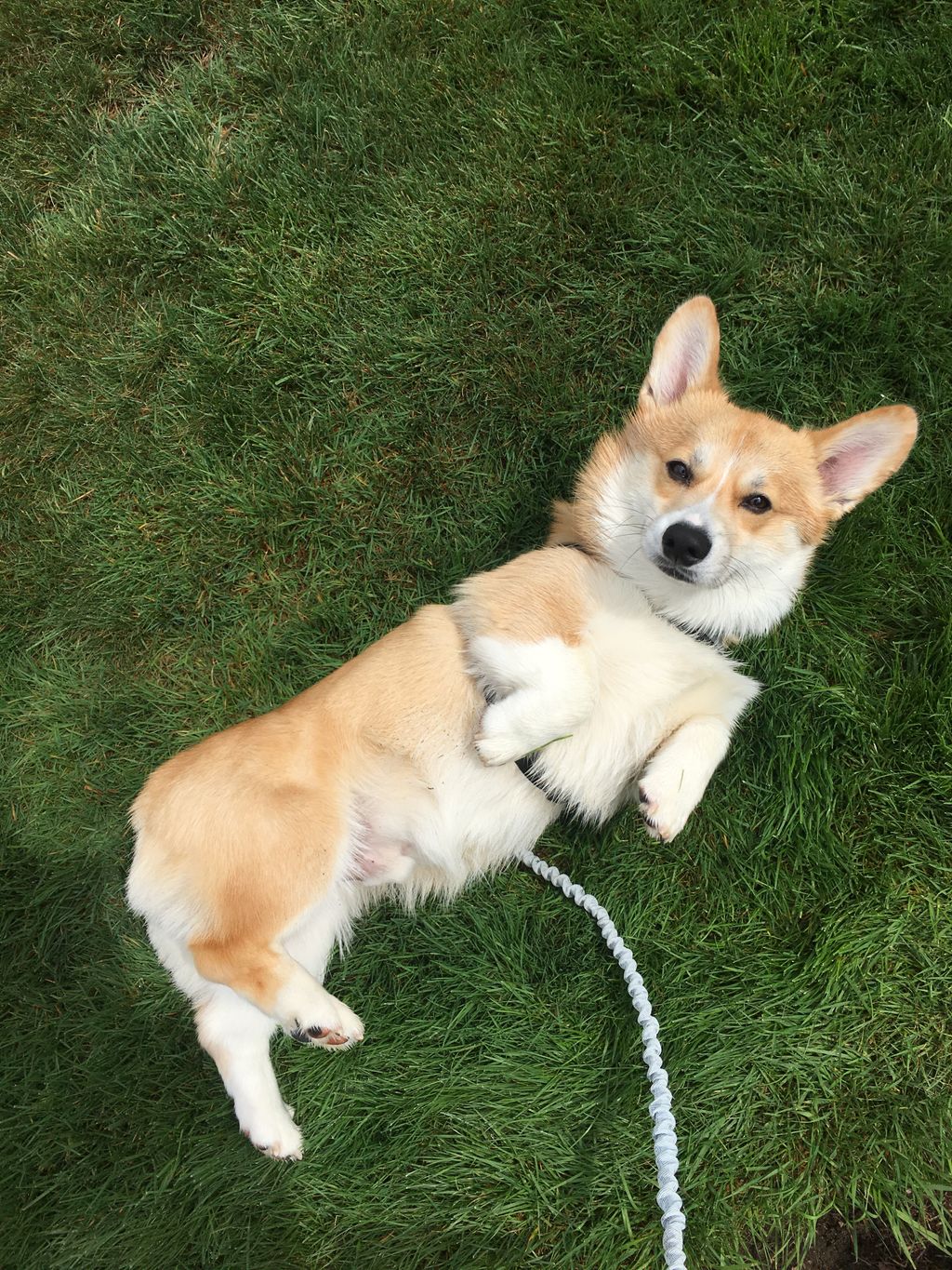 Charlie