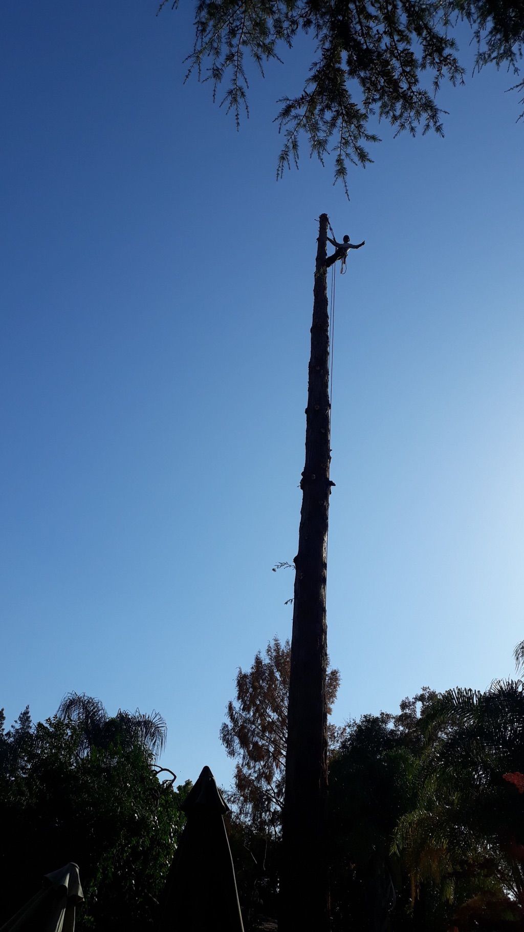 Salazar’s tree service