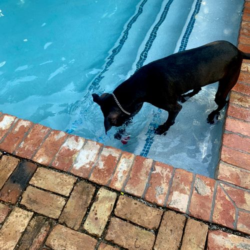 Amazing! Dog pooped in pool. Came handled the situ