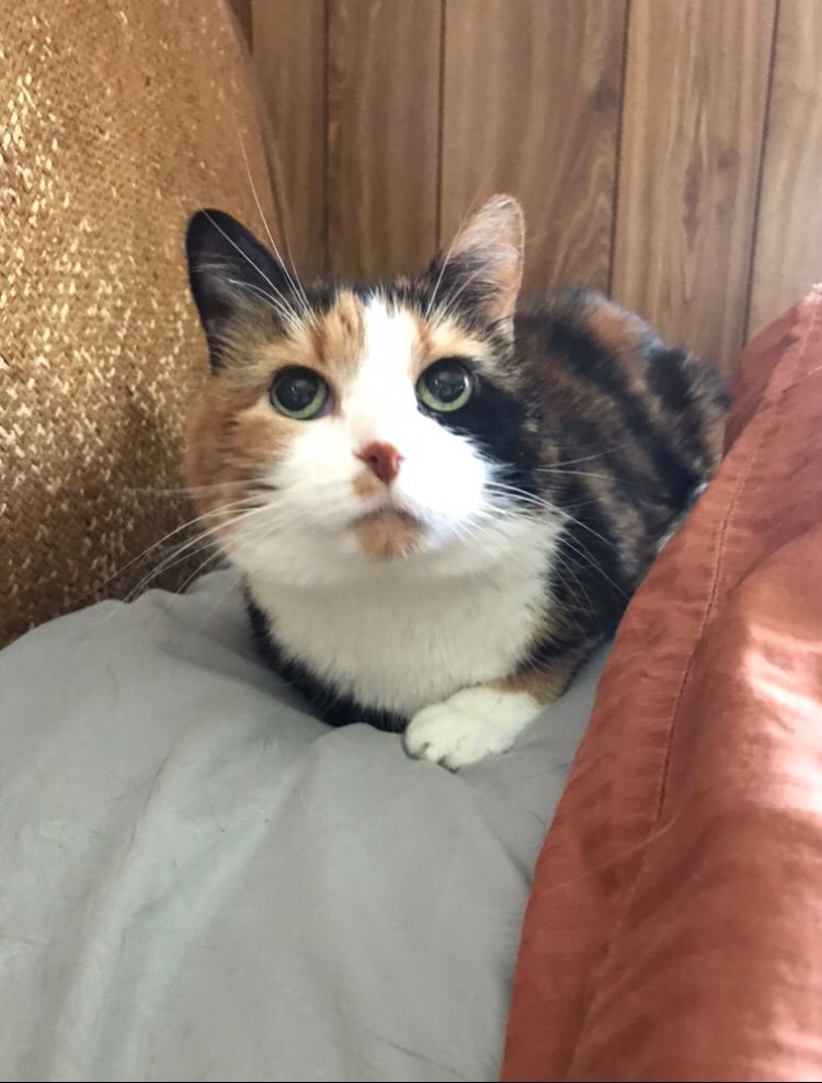 Beautiful “Hannah”!