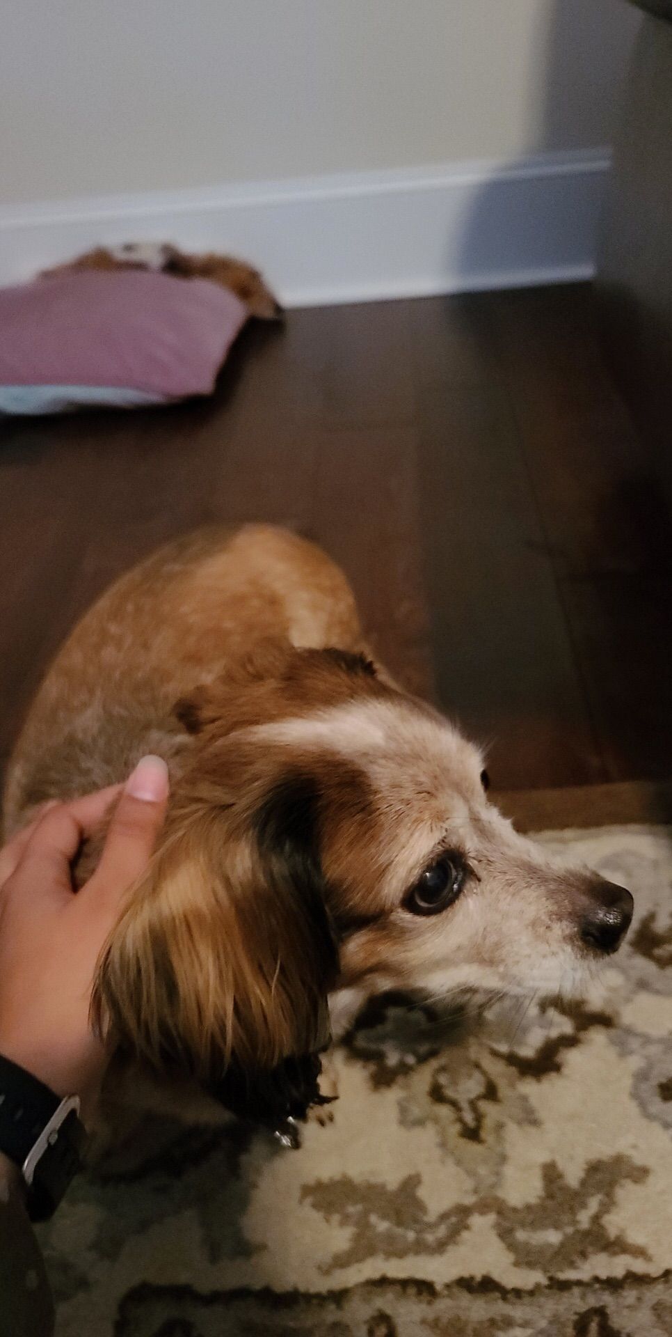Sweet little Lucy 💕