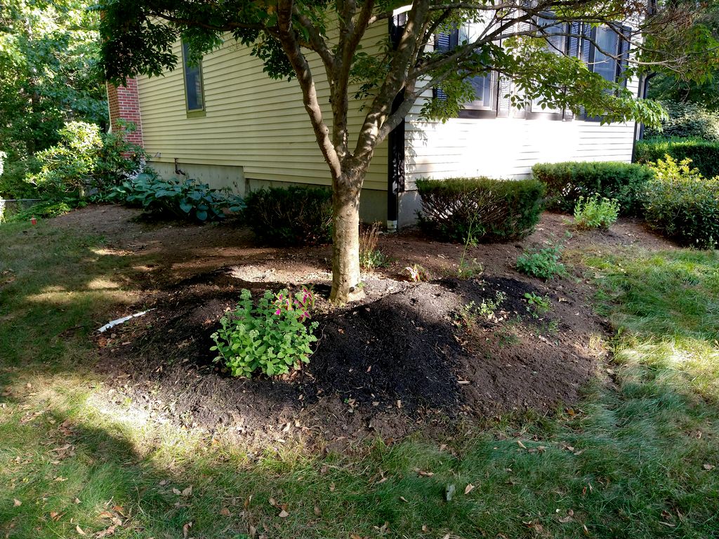freshly weeded, ready for mulch. unedged