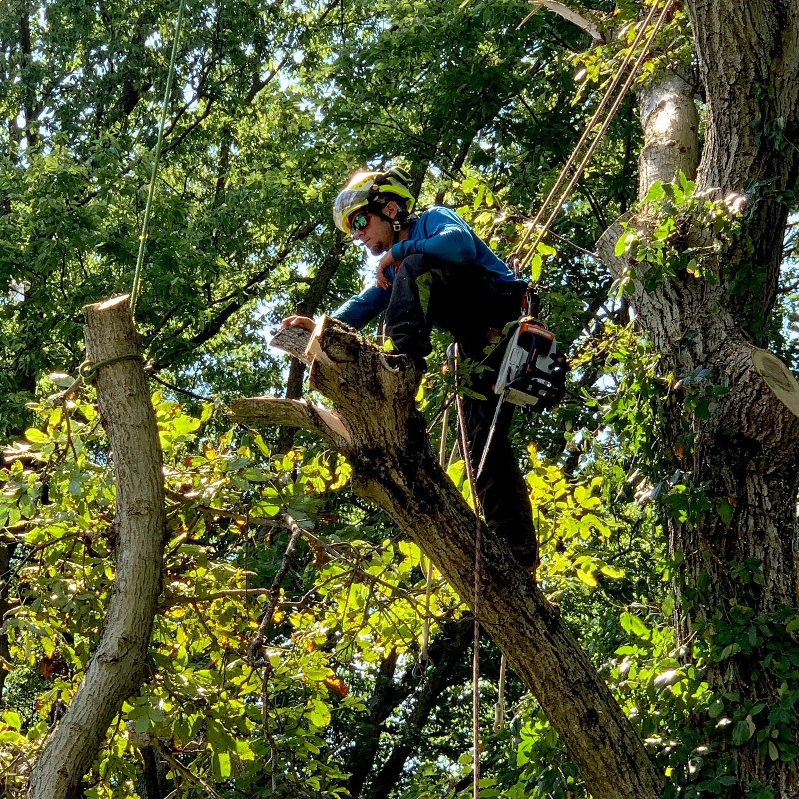 Watts Tree Experts Frederick, MD Thumbtack