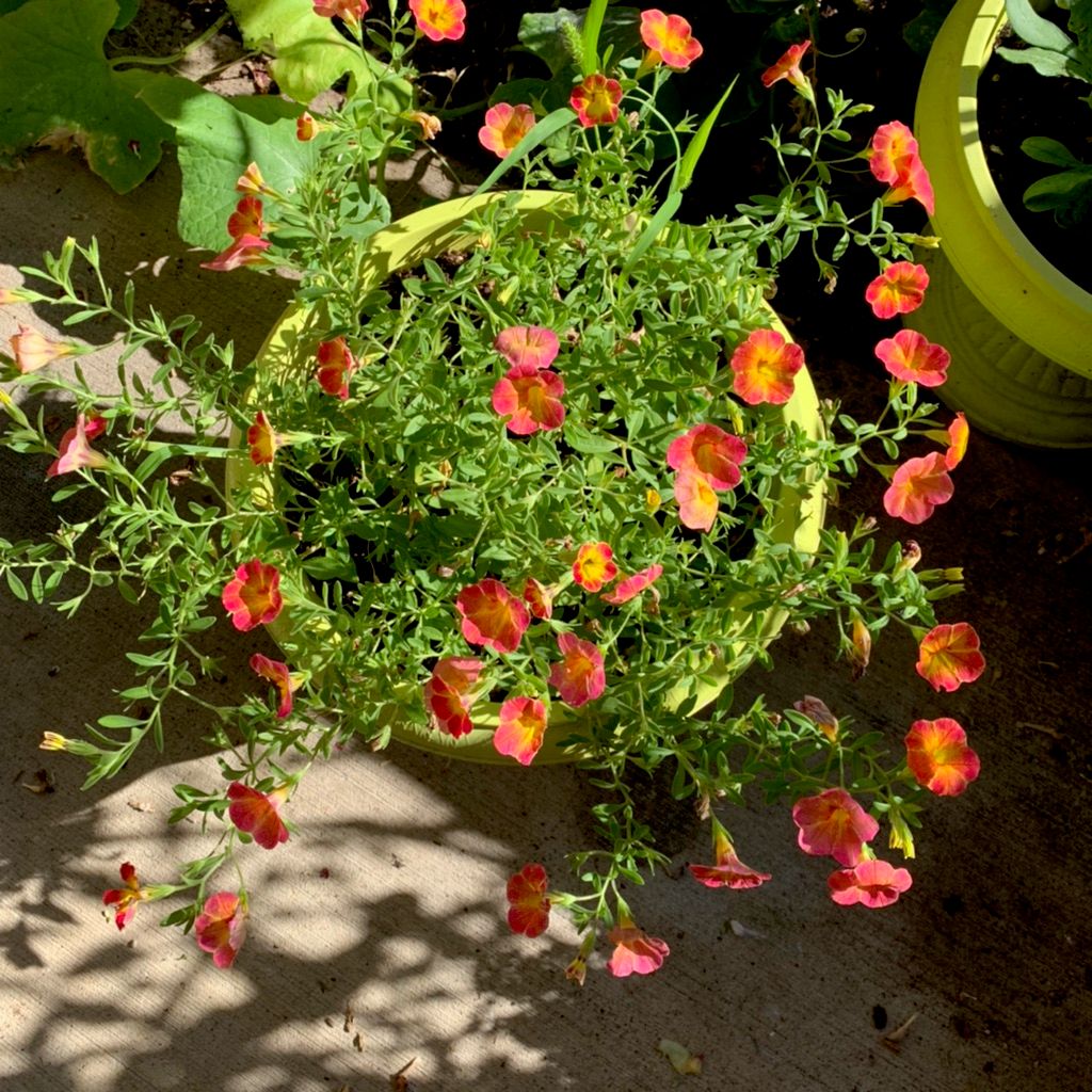 My favorite past time, gardening 