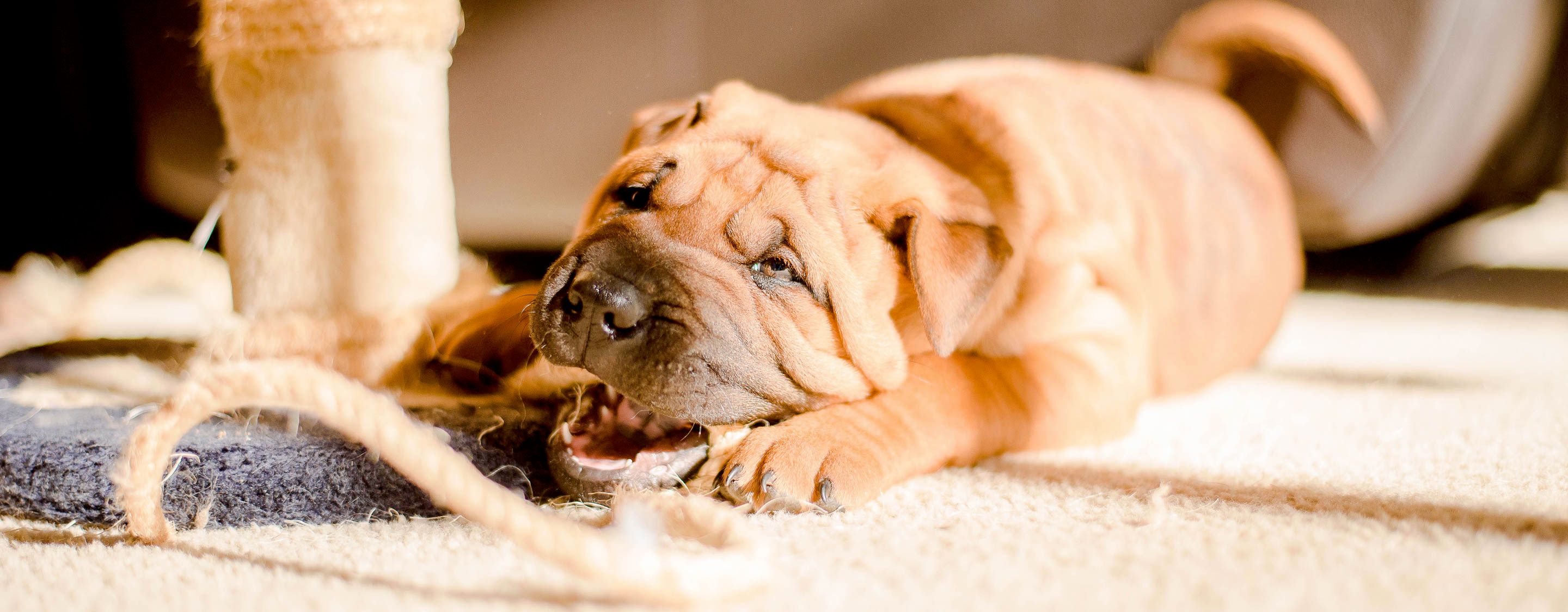 puppy chewing on toy