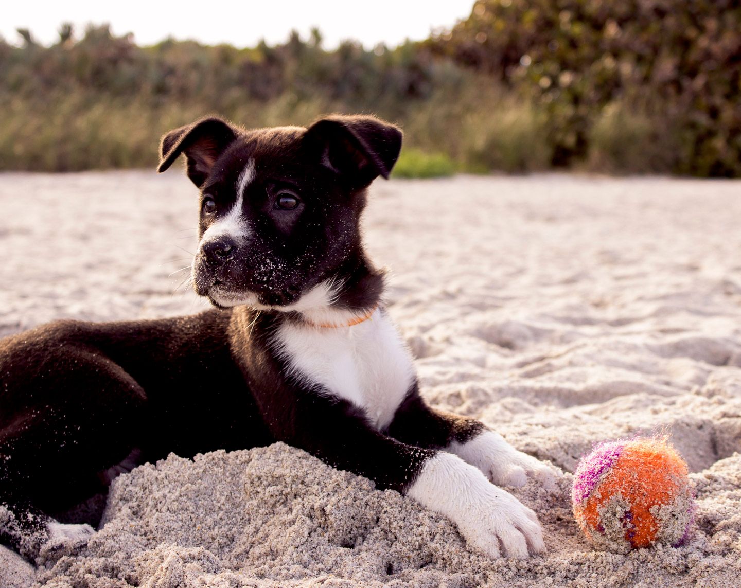 puppy playing at the beach