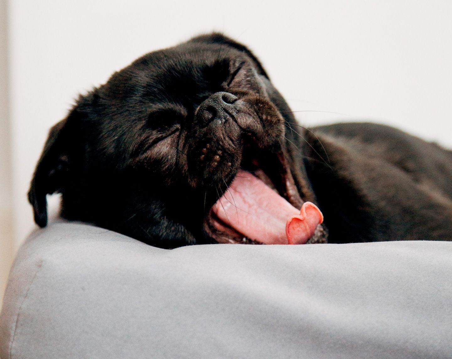 puppy yawning and sleeping