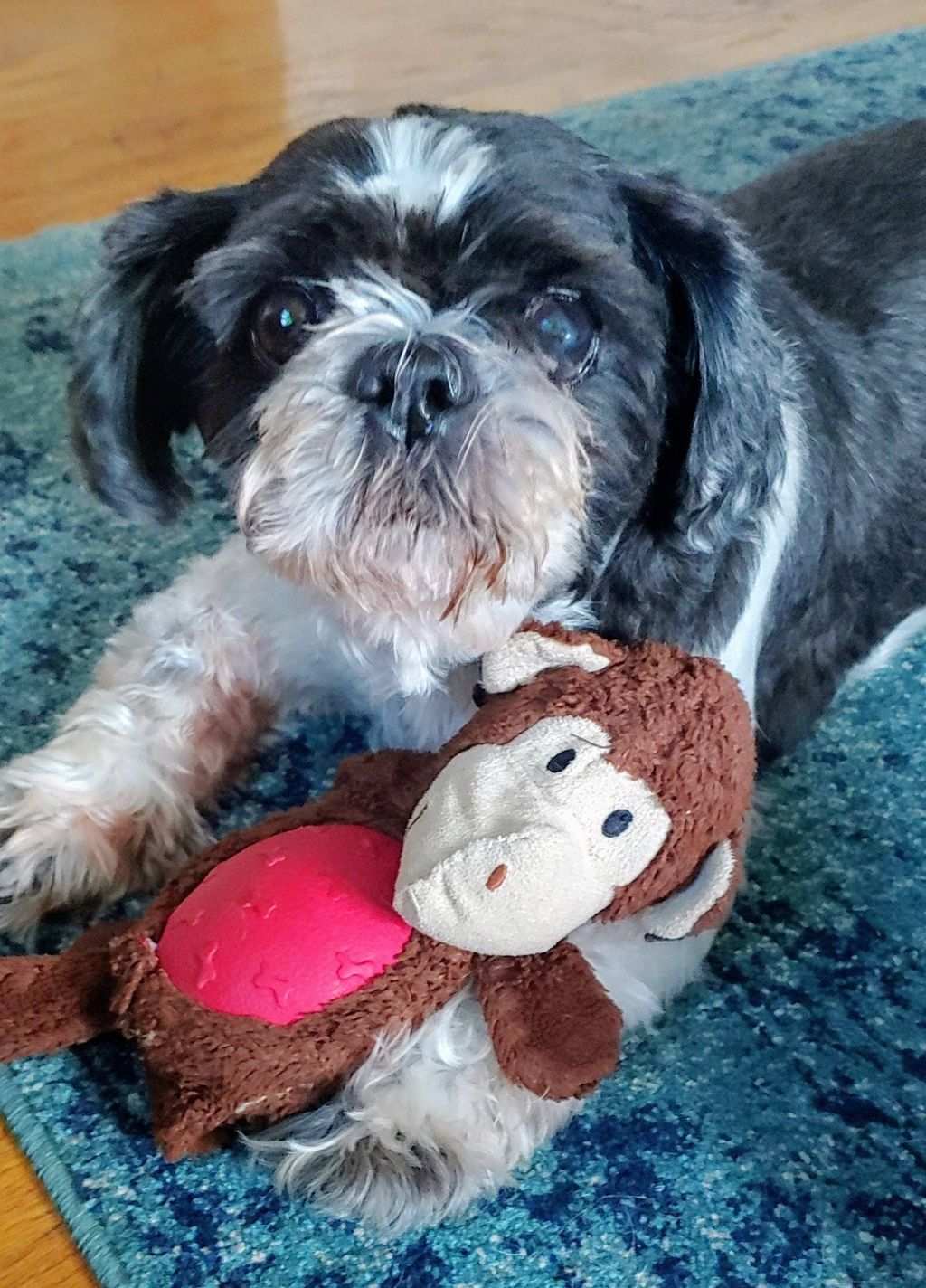 My Dog, Max! He's a 13 year old Shih Tzu.