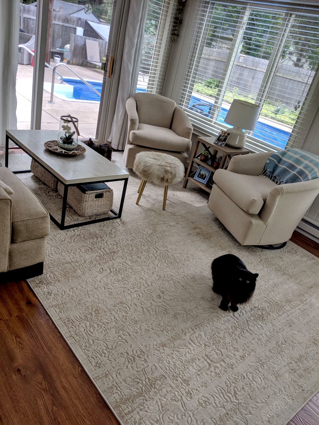 Cleaning house while watching cute fur babies!