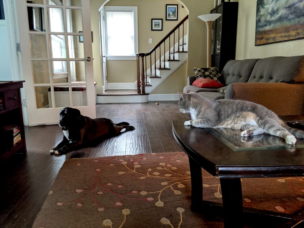 Double whammy! Pet sitting while cleaning!