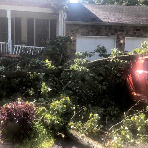 Tree Trimming and Removal