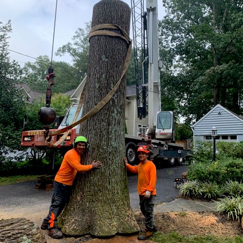 Genesis Tree Service Manassas VA - Free Quotes 571-732-3900