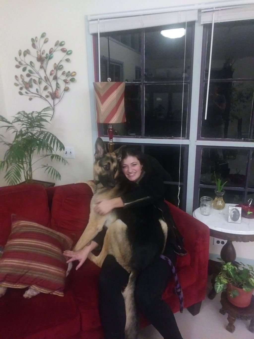 My daughter's for year old German Shepherd has hig