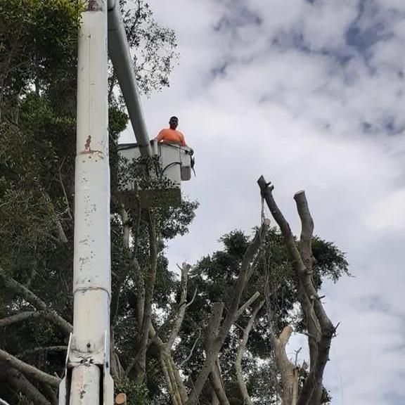 The 10 Best Tree Trimming Services in Sarasota, FL 2021