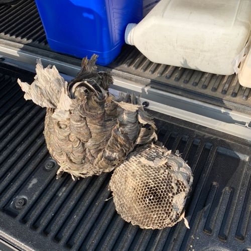 I had a hornets nest at a rental property.  Reliab