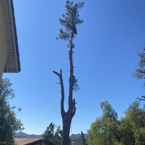 Tree Trimming and Removal