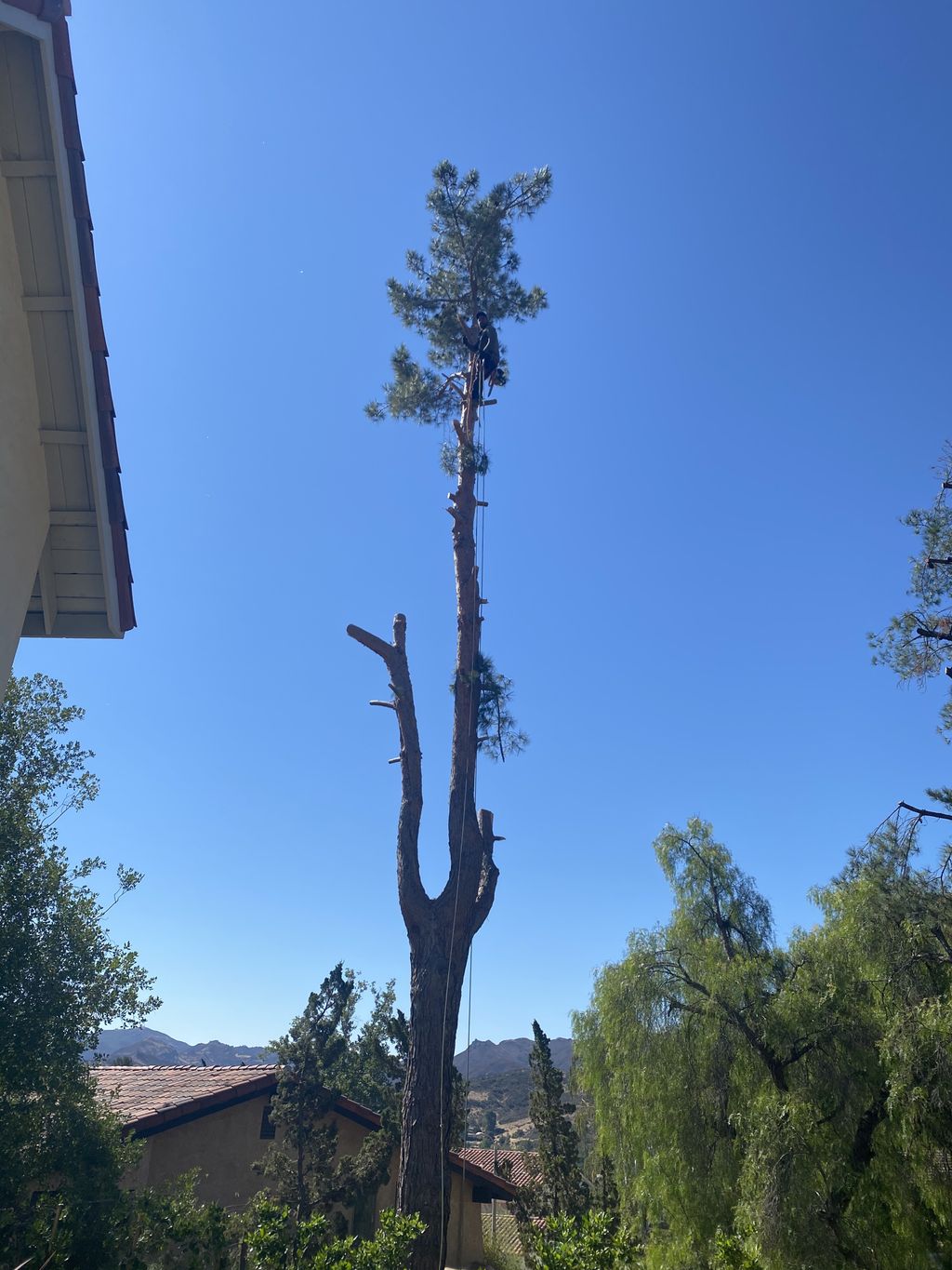 Tree Trimming and Removal