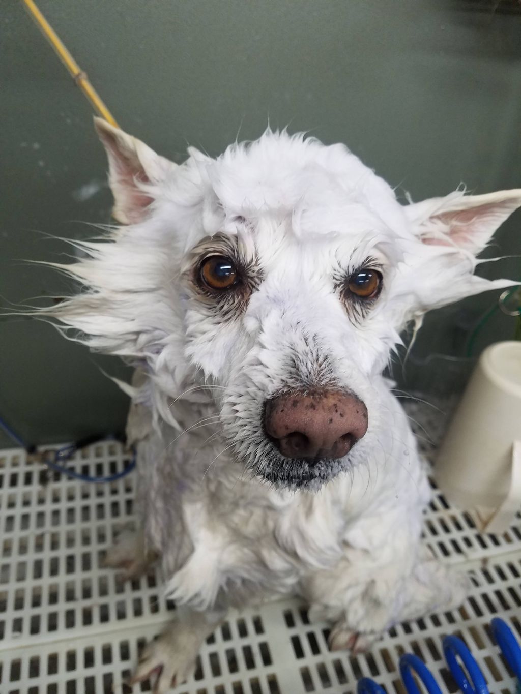 a very wet and soapy Romeo. lol