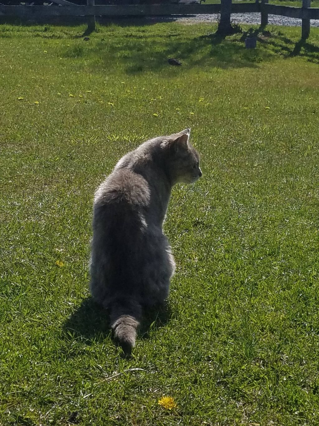 my cat Penelope, enjoying the yard