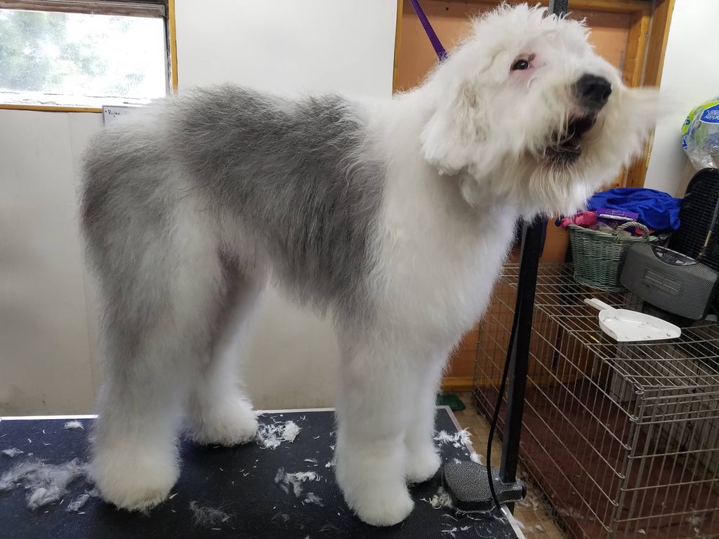 woof, woof, look how beautiful I am!!!