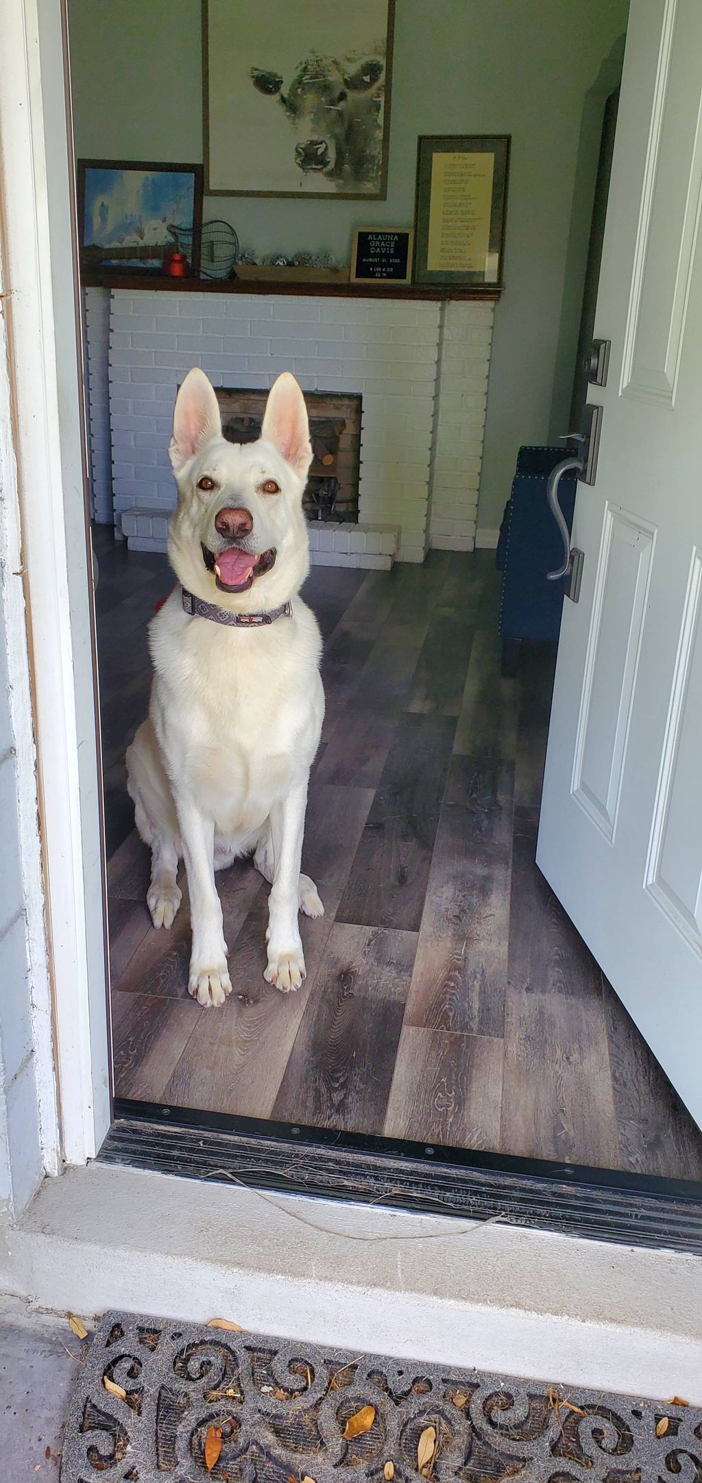 Bentley in a Wait Command at the door!
