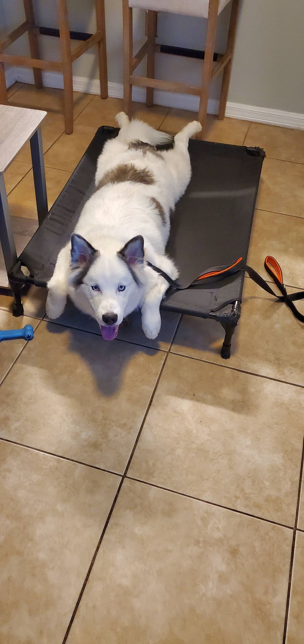 Kylo hanging out in a Place/Stay command!