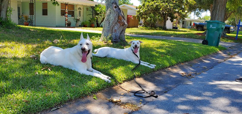 Bentley & Oakley taking a break in a Down/Stay in 
