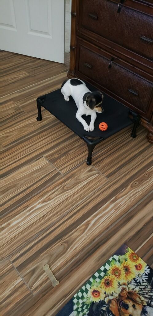Jax playing with his toy in a Down/Stay/Place Comm