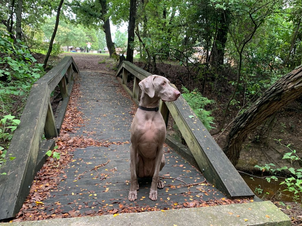 My family adopted a young Weimaraner from a family