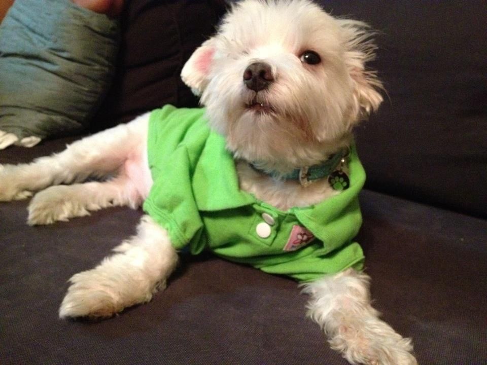 Meet Rocco he loves his spot on the couch! 