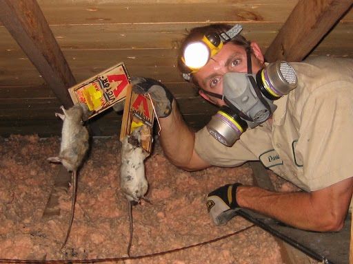 Rodent Control - Pest Outpost