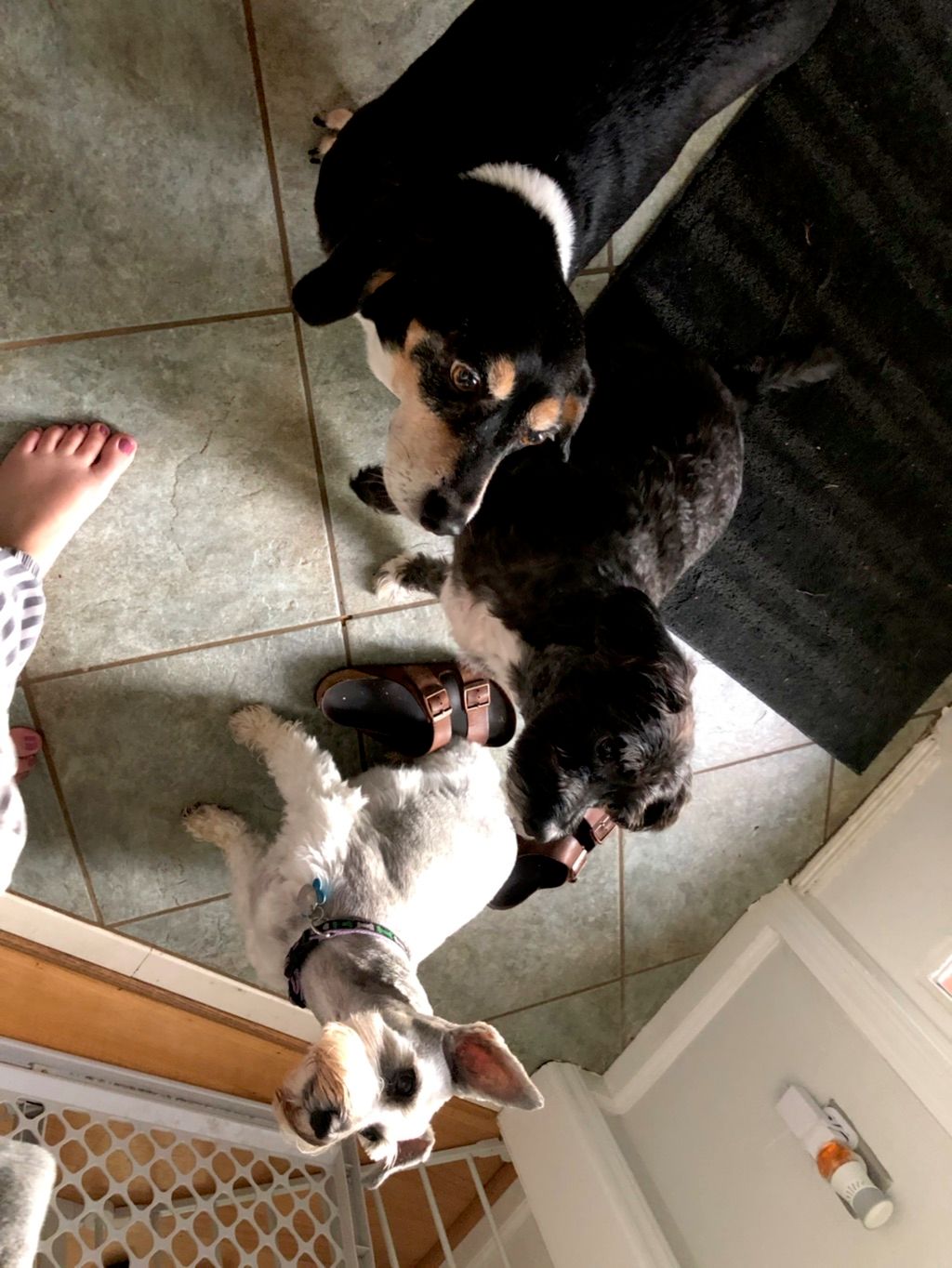 My three dogs: Barney, Daisy and Violet. Super fri