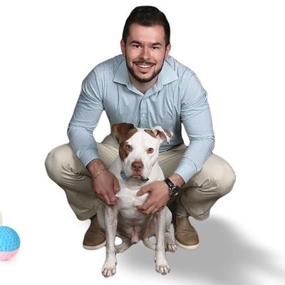 pitbull trainer near me