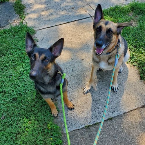 I have 2 German Shepherds and they can be quite st