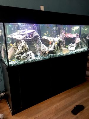 The 10 Best Saltwater Aquarium Services Near Me - 400square Legacy