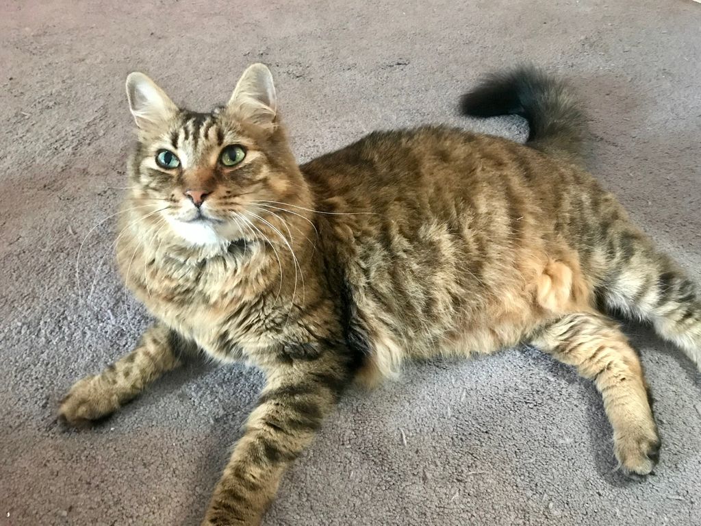 Cat Sitting