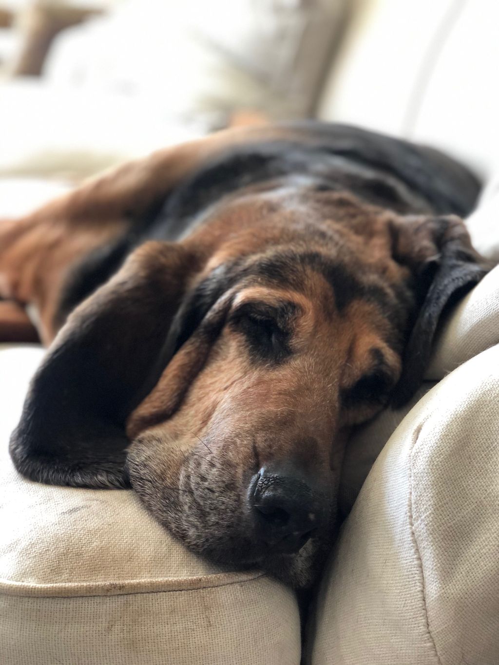 Dozer taking his nap