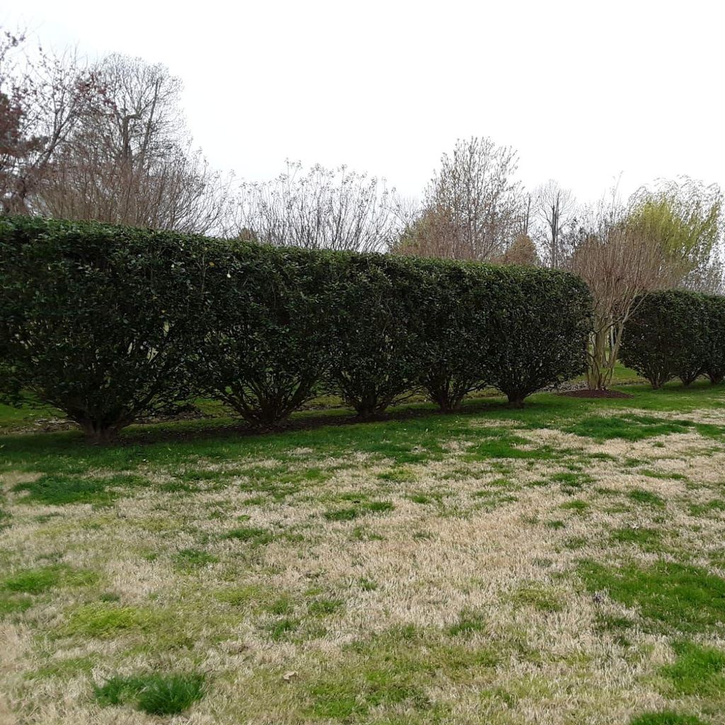 Luis landscaping